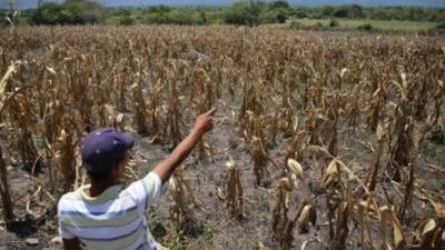 Varias regiones de Honduras sufren los efectos del desabastecimiento hídrico, especialmente el sur del país.