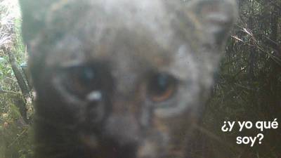 En Honduras, cinco felinos recorren bosques, montañas y selvas: jaguar, puma, ocelote, jaguarundi y margay. Cada uno cumple un rol vital en el equilibrio natural. Su presencia es señal de ecosistemas sanos, pero también de territorios que aún resisten la presión humana. Conocerlos gracias al trabajo de conservación es un privilegio en tiempos donde son asesinados sin piedad.