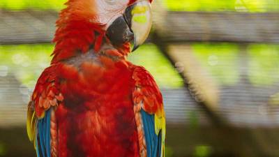 Copán se prepara para vivir uno de sus eventos ambientales más esperados: la 13ª Liberación de Guacamayas Rojas, una actividad que une conservación, turismo, educación ambiental y orgullo nacional.