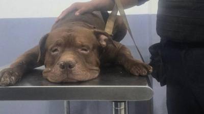 La atención sobre Zeus, el pitbull relacionado con la muerte de un adulto mayor en Tegucigalpa, continúa semanas después del incidente que puso al animal bajo custodia municipal.