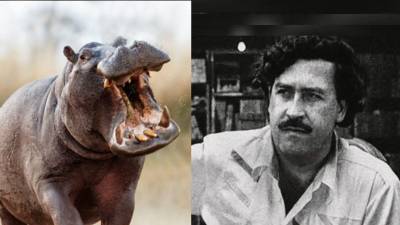 El anuncio del gobierno de Gustavo Petro sobre la posible eutanasia de cerca de 80 de los 160 hipopótamos asociados a Pablo Escobar en Colombia ha reavivado el debate sobre más de 30 años de manejo fallido de esta especie.