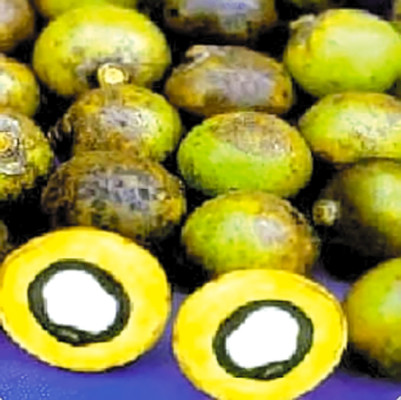 Honduras: Llega el verano con el vino de Coyol