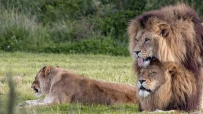 Los leones habitan en la reserva de Masai Mara del país africano.