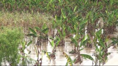 Los niveles de los ríos en los departamentos de Colón y Gracias a Dios están bajando lentamente. Fotos: Cortesía