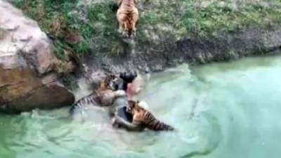 Cientos de personas se han pronunciado en contra de este tipo de eventos, especialmente los que se desarrollan en los zoológicos chinos, pues esto contrasta con otros en los que se aprecia y proteje la vida animal.