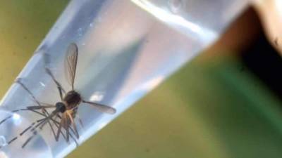 Foto del zancudo. Photo: AFP