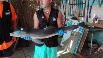 En la imagen, un integrante de la organización de rescate y vida marina, Equinac, junto a la cría de delfín fallecida. Fotografía tomada del Facebook Equinac@asociacionequinac.org