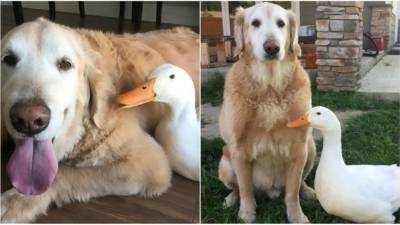 La curiosa amistad de un perro y un pato pekinés. Créditos de la imagen: Pam Ishiguro, Bancroft Images