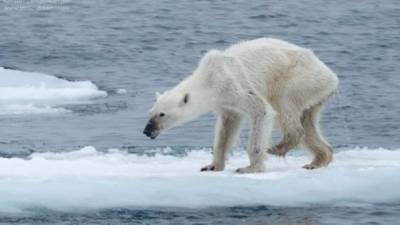 La imagen de la osa polar desnutrida ha causado un fuerte impacto en la sociedad.