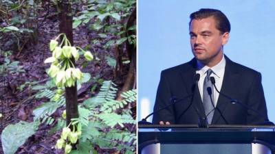 Uvariopsis Dicaprio es el nombre que recibió el árbol por parte de investigadores de Reino Unido.