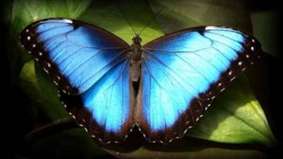 La Mariposa Azul de Miami.