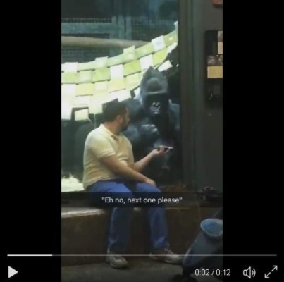 Gorila reacciona así al ver fotos en celular