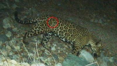 Fotografía cedida por Organización Wildlands Network que muestra al Jaguar “El Jefe”.