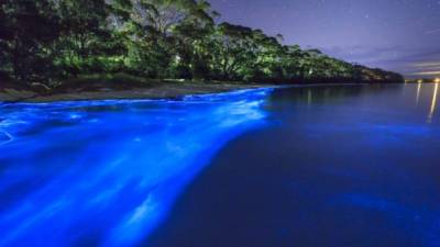 Los mejores meses para ver la bioluminiscencia son julio, agosto y septiembre.