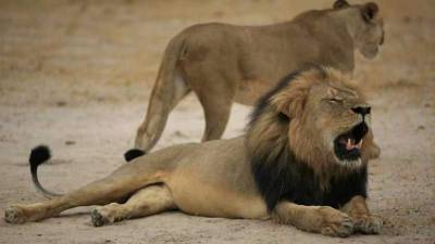 La muerte en 2015 de Cecil, macho dominante caracterizado por su melena negra, provocó una gran indignación en el mundo entre los defensores de los animales. El felino era una de las atracciones del parque de Hwange. Foto de archivo AFP