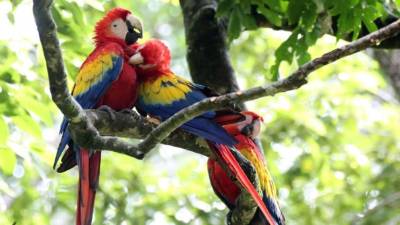 Tres parques nacionales son ricos en diversidad de aves y han sido escogidos estratégicamente por el Gobierno.