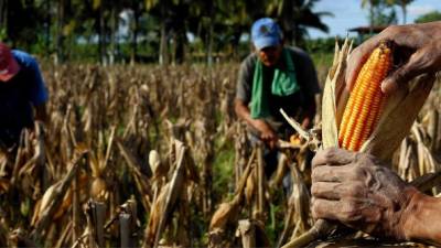 Diez millones de quintales de maíz se produjeron en esta cosecha, los cuales se comercializaron a más de L300.