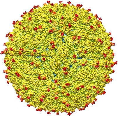 Revelan la primera imagen 3D del virus del zika