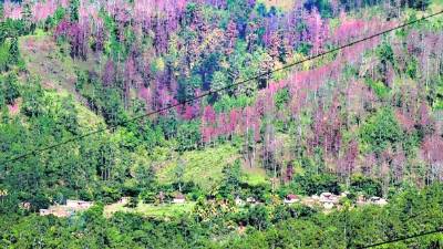 Gorgojo cosume bosques de Honduras.