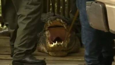 Este caimán fue abatido por las autoridades, tras ser hallado en el parque donde ocurrió la tragedia.