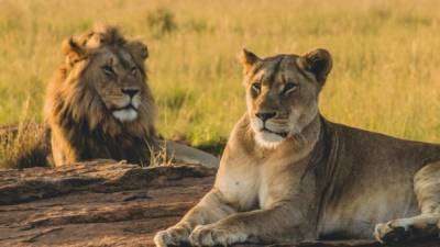Más de 11.000 leones viven en Sudáfrica.