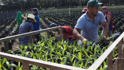 En la palma hondureña, los métodos de agricultura sostenible, la producción eficiente y los altos estándares en salud y seguridad ocupacional son criterios importantes.