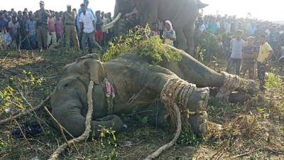 En octubre, el animal había matado a cinco personas (Foto AFP).