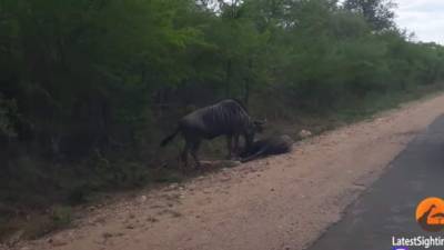 El video viral causa mucha sorpresa en las redes sociales y muestra la lealtad que pueden tener los animales entre ellos.