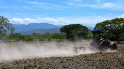 Debido a que el valle de Comayagua se abastece con la represa El Coyolar, la producción de granos básicos no bajará como en el corredor seco. Foto: Yoseph Amaya
