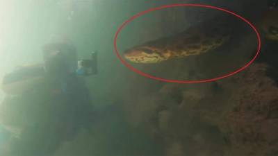 El video viral de esta enorme anaconda causa escalofríos en YouTube.