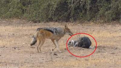 El video viral casi alcanza un millón de reproducciones en YouTube.