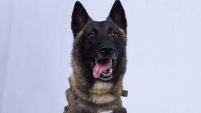 Donald Trump compartió este lunes en su cuenta de Twitter la foto del perro héroe.