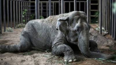 Se estima que la elefanta Ramba tiene más de 52 años.