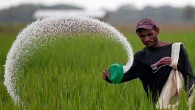Un agricultor de arroz en Comayagua.