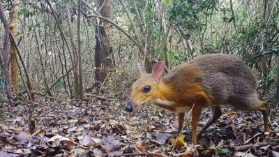 El mamífero es un ciervo ratón de espalda plateada (Foto de AFP y Andrew Tilker).