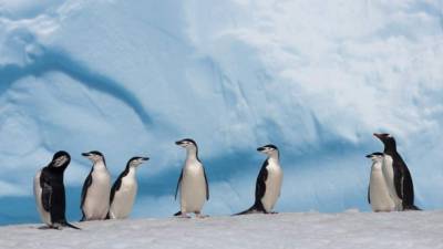 El ejemplar de pingüino más grande del que se tenga registro fue descrito por Acosta Hospitaleche en 2010.