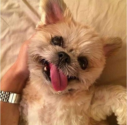 Video: Marnie, la perra con la cara más chistosa  