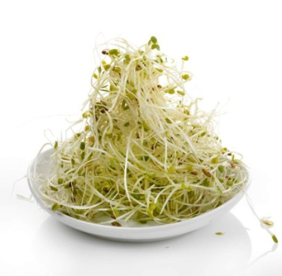 Fresh Alfalfa Sprouts In A White Plate