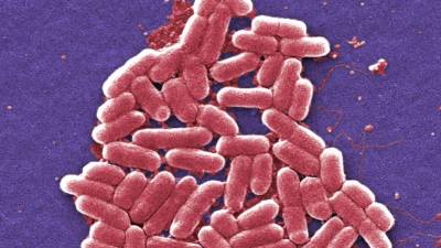 Los CDC van utilizar nuevos recursos para apoyar a los servicios de salud en sus esfuerzos por detener los brotes de infección resistentes a antibióticos. AFP