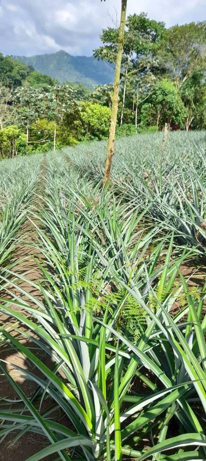 Francisco Martínez acude todas las mañanas para sembrar piña y en horas de la tarde se dedica a entrenar. Hoy la vida le sonríe con su llamado a la Bicolor.