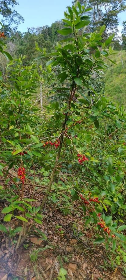 Las plantaciones, de hasta dos metros de altura, fueron localizadas por agentes de la Dirección Nacional Policial Antidrogas (DNPA) con apoyo de elementos de la Dirección de Inteligencia Policial (DIPOL) y la Dirección Nacional de Servicios Policiales Fronterizos ( DNSPF), detalla la información oficial.