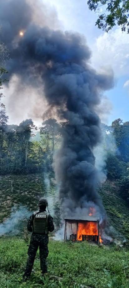 Los arbustos y el laboratorio fueron hallados en el marco del Plan Nacional de Solución Contra el Crimen.