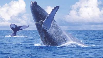 Las ballenas azules miden unos 25 y 30 metros de largo.