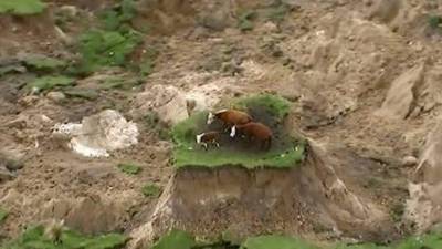 Las tres vacas fueron rescatadas dos días después del terremoto.