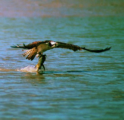 Hermosas especies de aves en Honduras