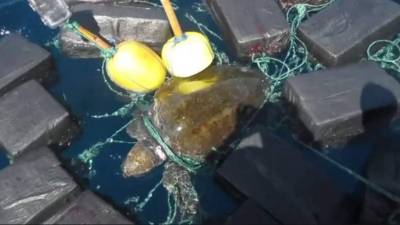 La tortuga quedó atrapada en fardos de droga lanzados al mar por traficantes tras ser descubiertos por la Guardia Costera.