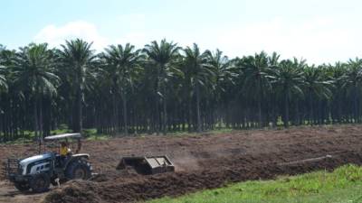 Sector palmero espera aumentar en 8% el área de siembra de este año.