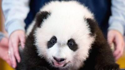 El nombre de 'Bei Bei' significa 'precioso tesoro'.