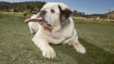 Mochi fue rescatada por una familia de Sioux Falls en Dakota del Sur. Foto: Guinness World Records