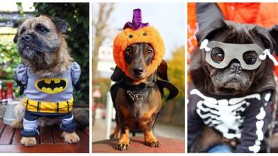 La gente disfruta de las fiestas de Halloween, tanto así que no quieren que sus mascotas se queden sin celebrar, al menos eso piensan. Lo importante es no maltratarlos y eso es lo que reflejan esta fotos.
